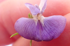 Psoralea azuroides
