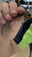 Concinnia tenuis