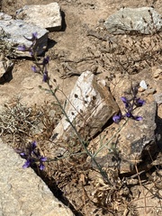Delphinium peregrinum