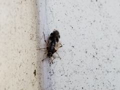 Eurychilopterella luridula