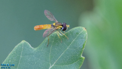 Sphaerophoria menthastri