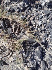 Zoysia pacifica