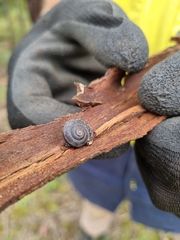 Pommerhelix duralensis