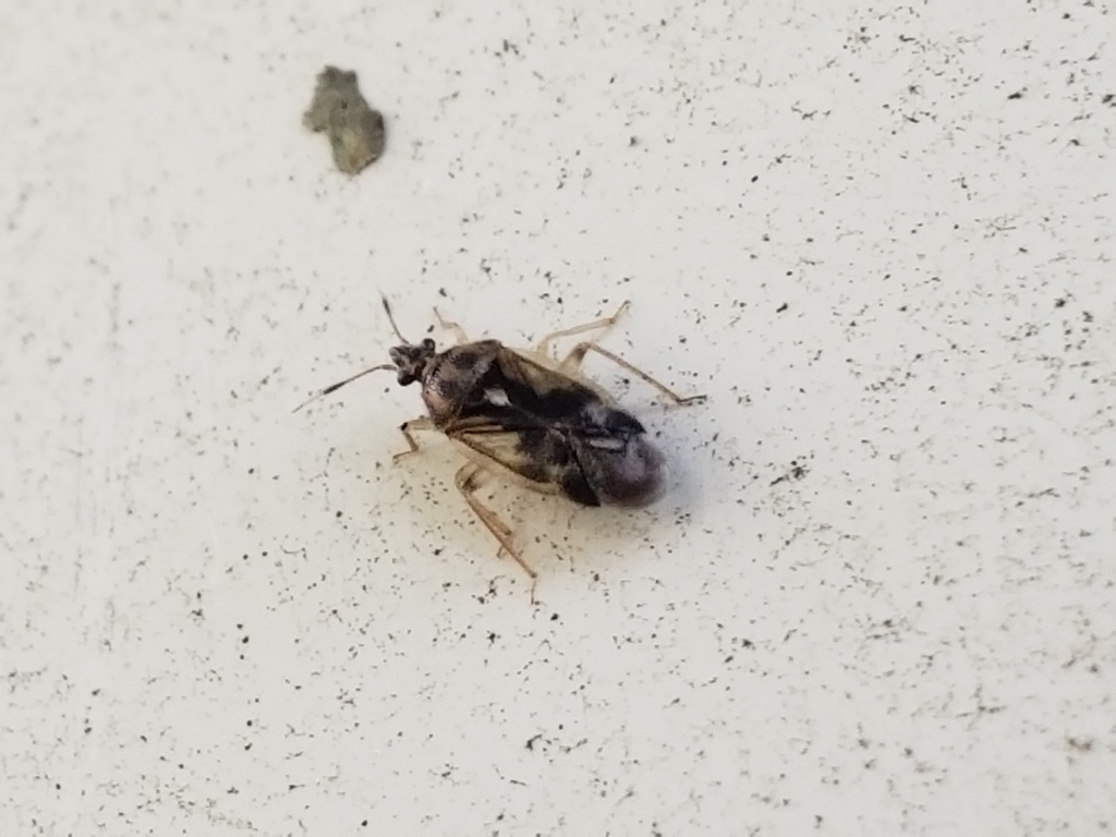 Eurychilopterella luridula