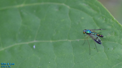 Condylostylus nebulosus