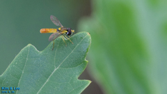 Sphaerophoria menthastri