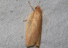 Enoplidia simplex
