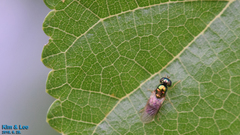 Microchrysa flaviventris