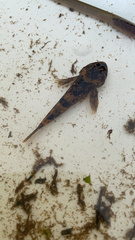 Cottus poecilopus