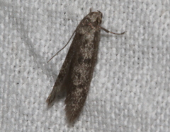 Ericrypsina chorodoxa