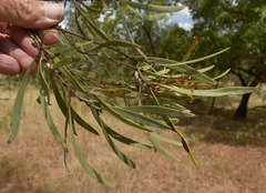 Hakea arborescens