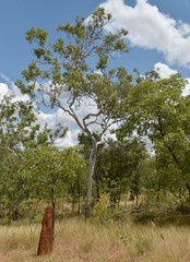 Corymbia confertiflora