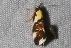 Eulechria clytophanes