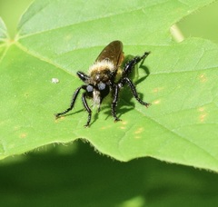 Laphria janus