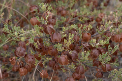 Dodonaea physocarpa