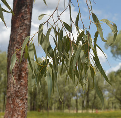 Corymbia erythrophloia