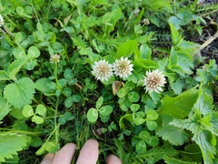 Trifolium repens