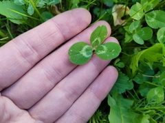 Trifolium repens