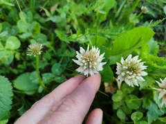 Trifolium repens