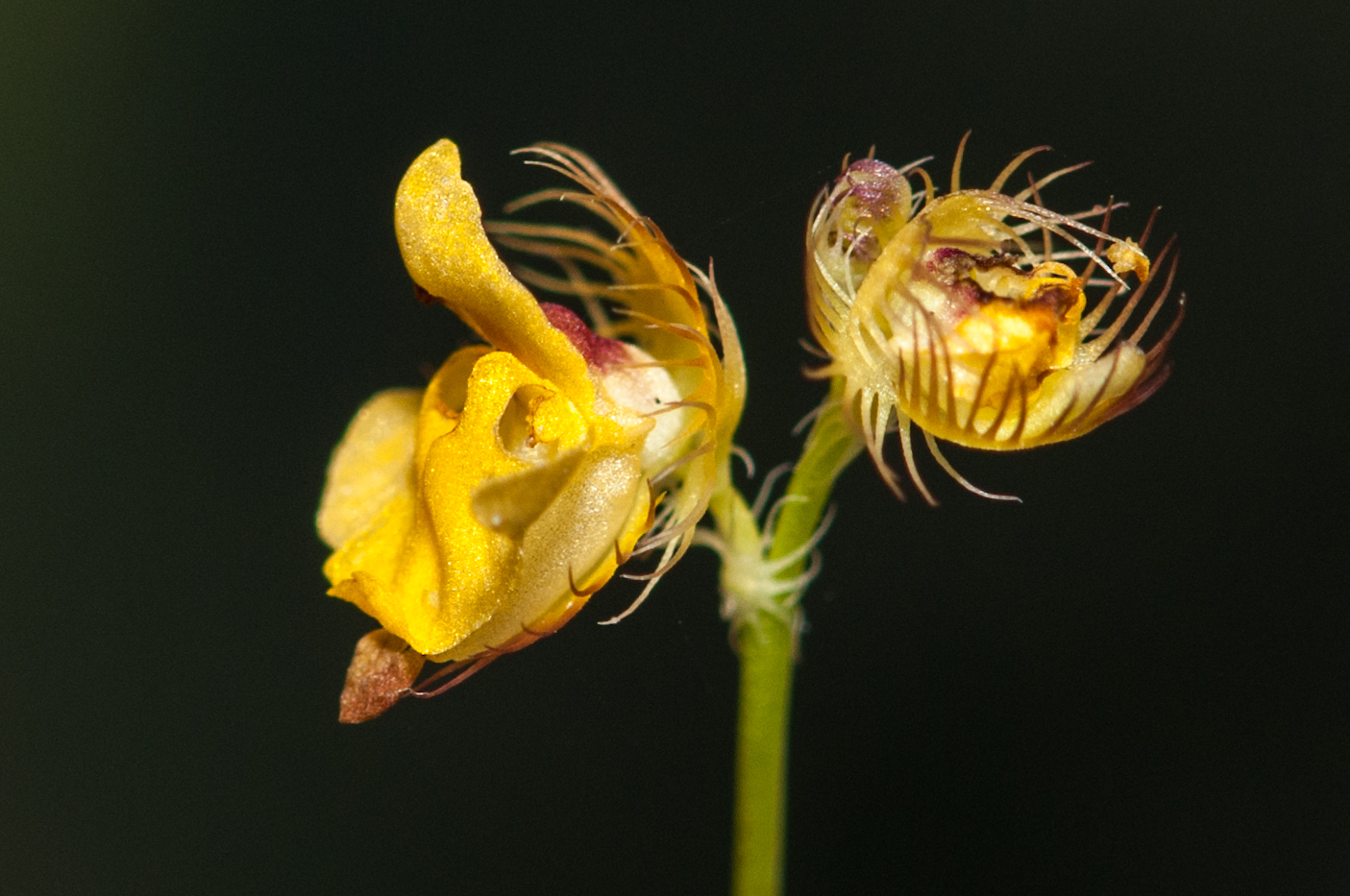 Utricularia simulans