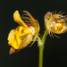 Utricularia simulans - Photo (c) B Mlry, algunos derechos reservados (CC BY-NC)