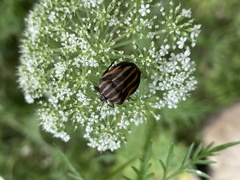 Graphosoma rubrolineatum