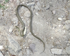 Zamenis lineatus