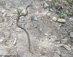 Zamenis lineatus