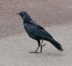 Corvus orru