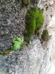 Thuidium peruvianum