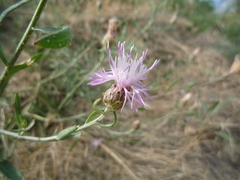 Centaurea borysthenica