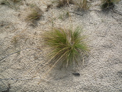 Festuca beckeri