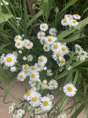 Erigeron annuus