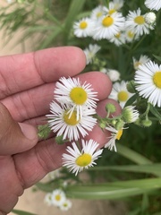 Erigeron annuus