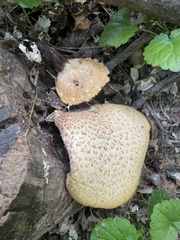 Cerioporus squamosus