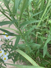 Erigeron annuus