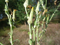 Tragopogon ucrainicus