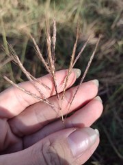 Dichanthium annulatum annulatum