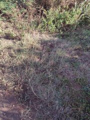 Dichanthium annulatum annulatum