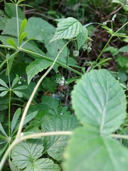 Apis mellifera