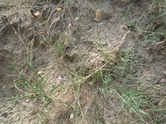 Centaurea borysthenica