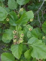 Crataegus submollis