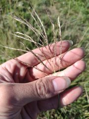 Dichanthium annulatum annulatum
