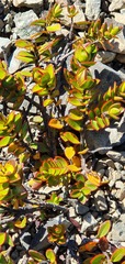 Veronica decumbens