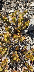 Veronica decumbens