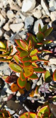 Veronica decumbens