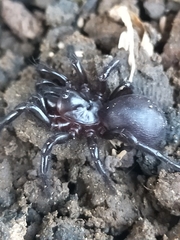 Hadronyche macquariensis