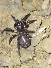 Hadronyche macquariensis