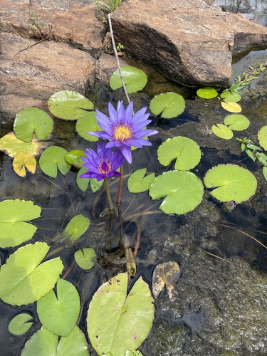 Nymphaea nouchali