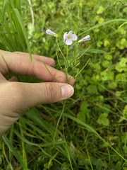 Cardamine pratensis pratensis